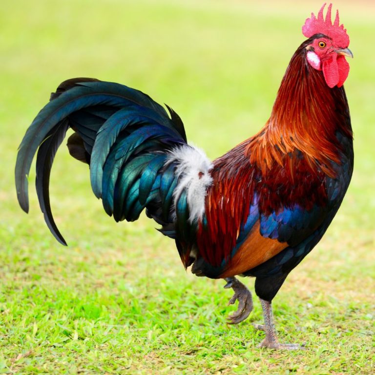 BIRAKAZE PE! Umugabo yiyahuye nyuma yuko umugore we yanze kumutekera inkoko.