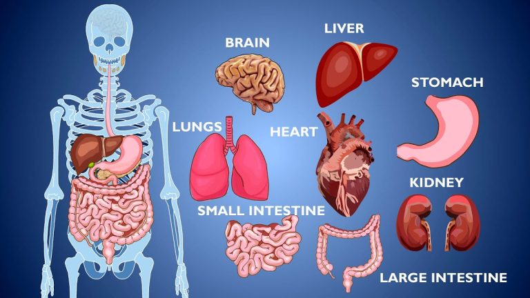 Wari uziko ugurishije buri gice cyose cy’umubiri wawe ushobora kubona akayabo karenga miliyari 50. Irebere buri gice uko gihagaze ubu….