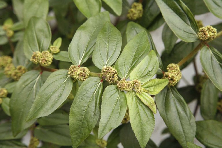 Niba ufite iki kimera mu rugo rwawe, ufite zahabu utabizi! cyitwa EUPHORBIA HIRTA. Dore indwara cyivura